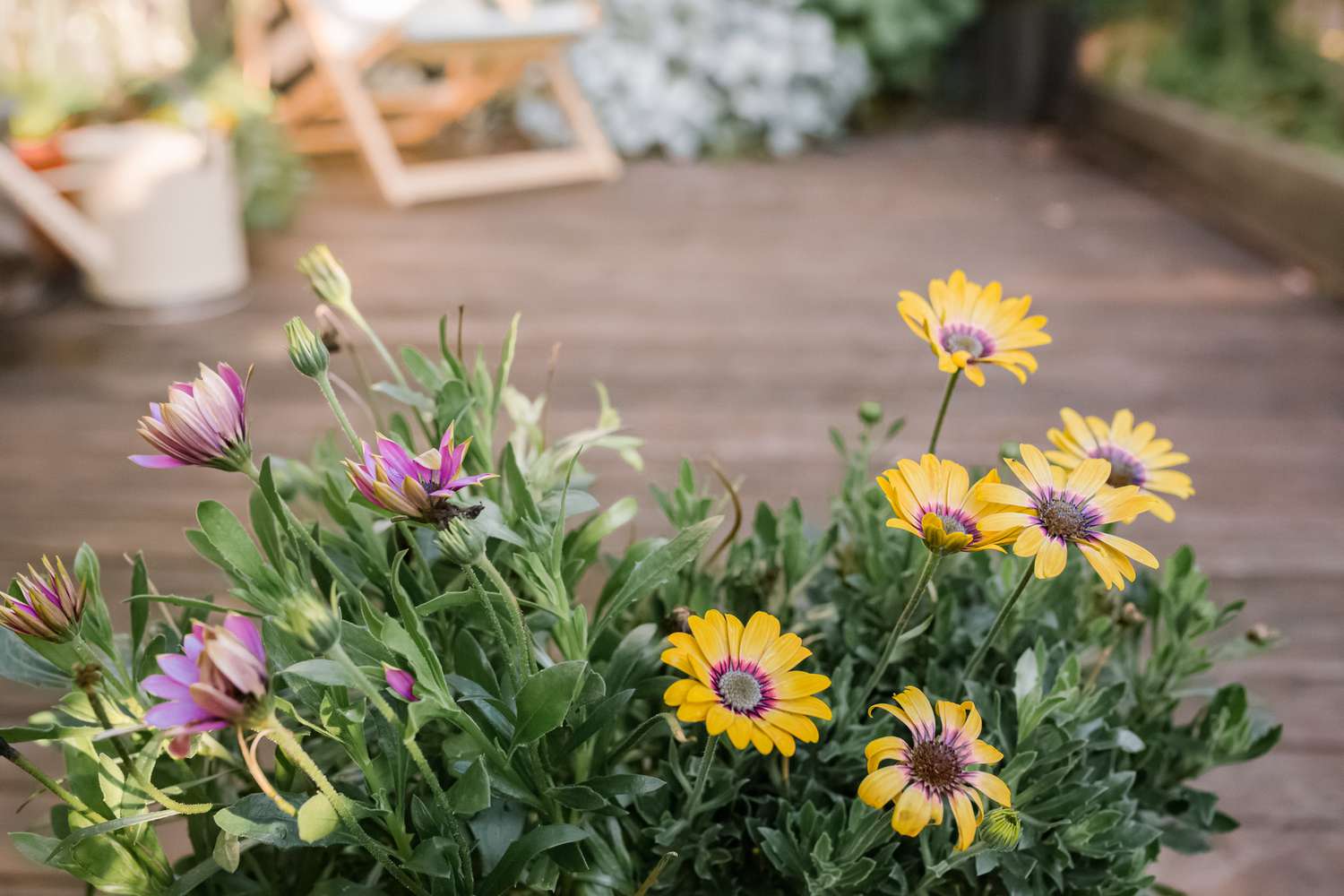 Pruning African Daisies: The Best Way to Keep Them Healthy