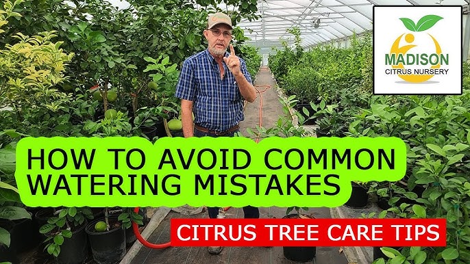 Avoid These Mistakes When Watering Your Citrus Trees