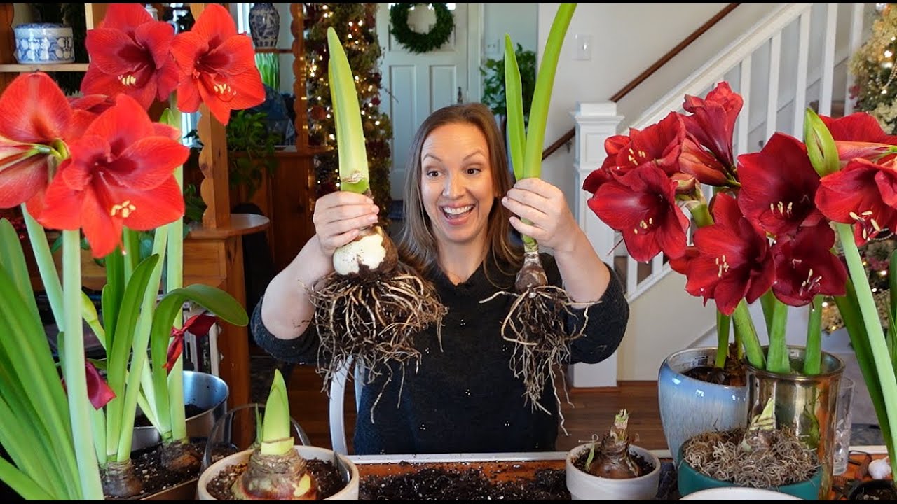 Repotting Amaryllis Plant: Easy Steps for Beginners