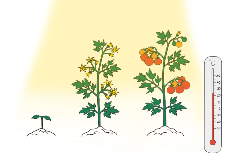 Seedling Growth: The Perfect Temperature for Strong Plants