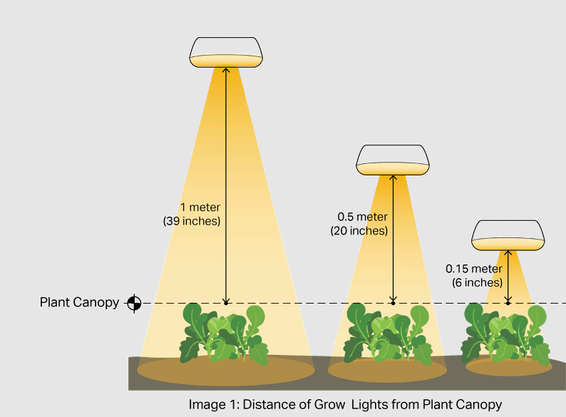 How Far Should Grow Lights Be From Plants? Easy Guide for Beginners