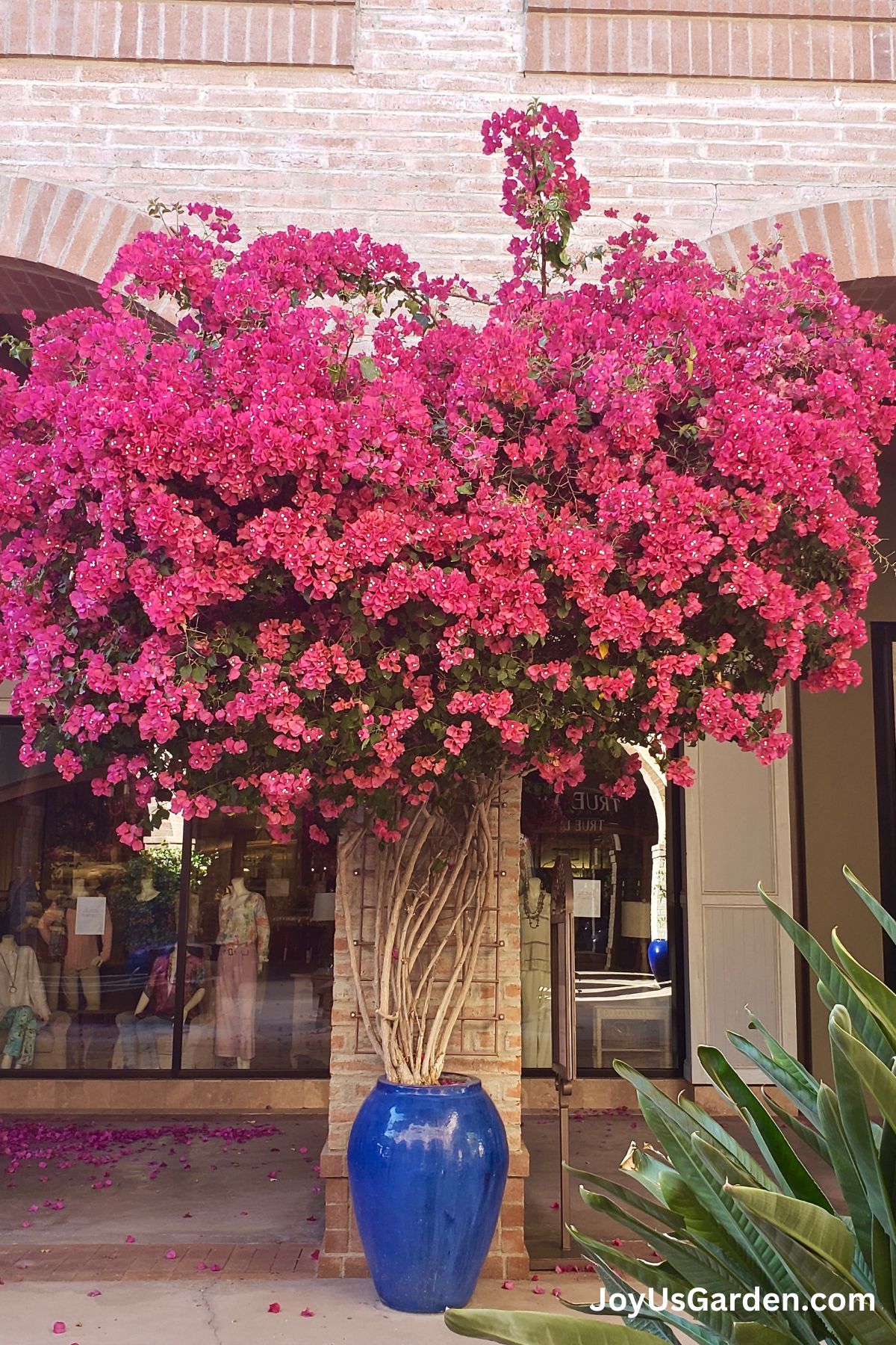 Growing Bougainvillea Indoors? Heres Your Care Guide