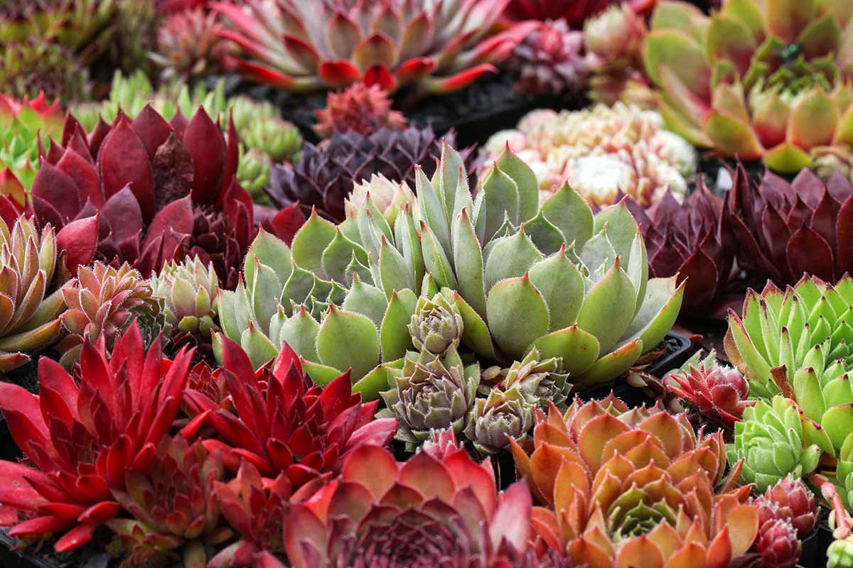 Beautiful Hens and Chicks Flowers: Care and Maintenance