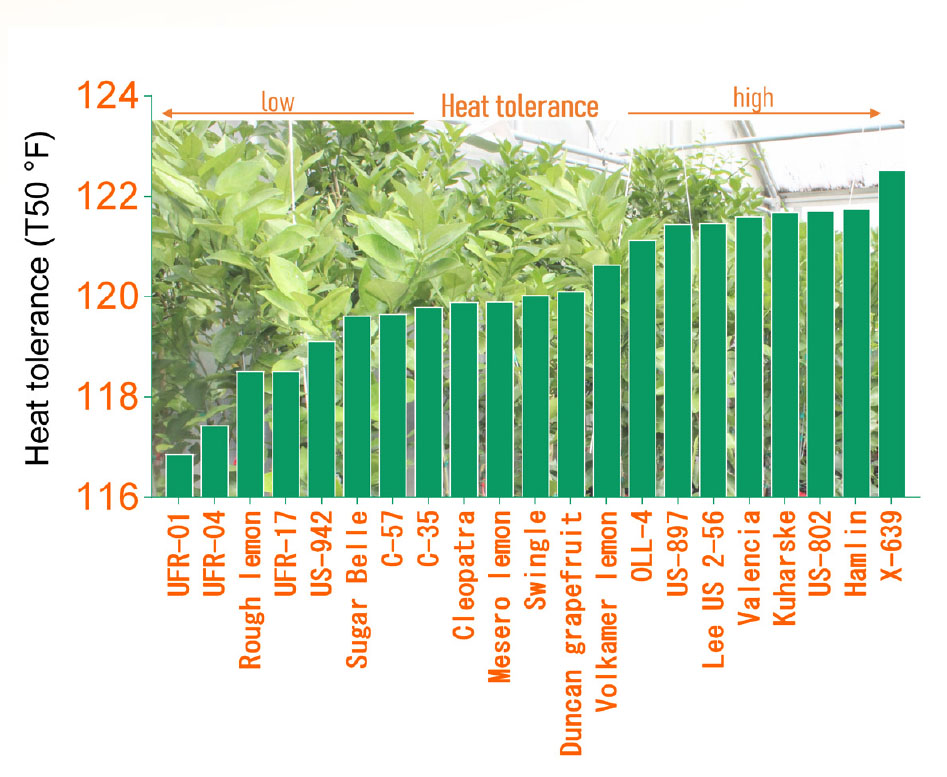 Potted Lemon Tree: Understanding its Temperature Tolerance Limits