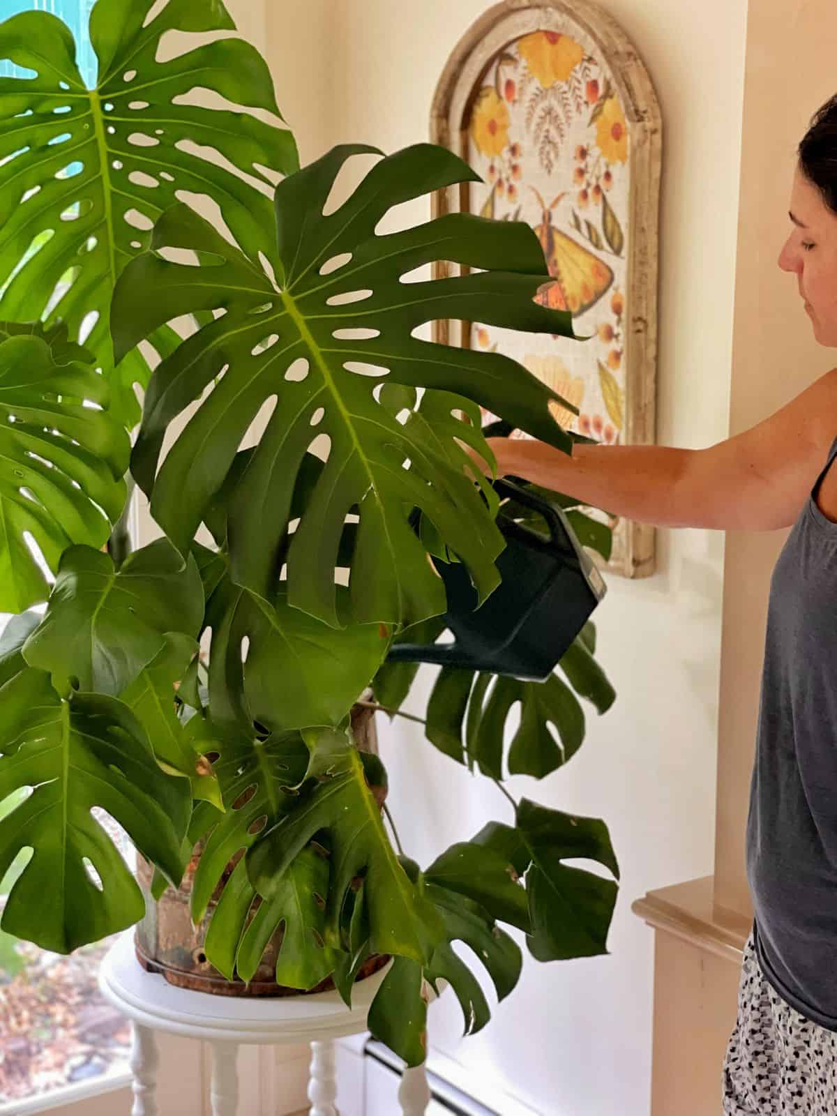 Why is thorough watering plants good? Discover the secret to lush, green plants