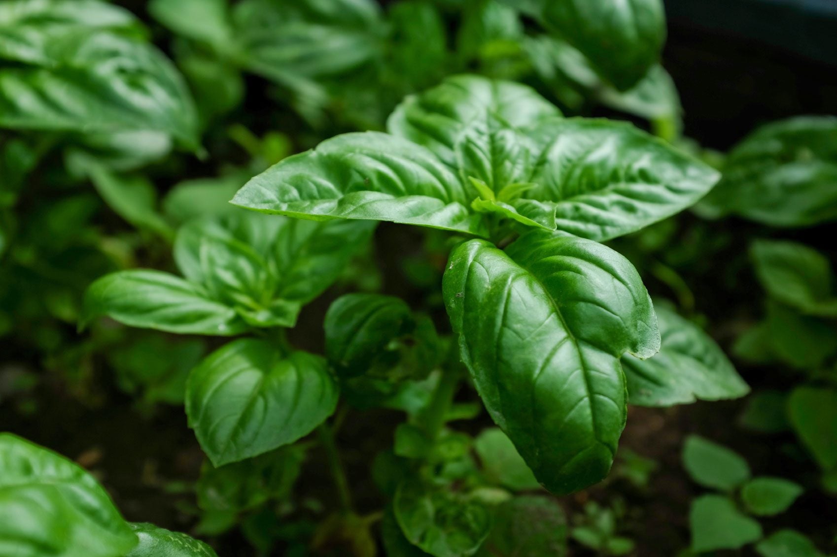 What Temperature Is Too Cold for Basil? Easy Tips to Keep Your Basil Warm in Chilly Weather