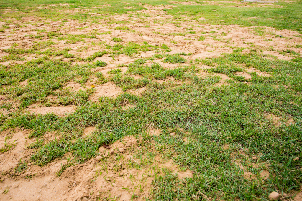 Growing Grass in Sandy Soil: Quick Tips for a Green Lawn