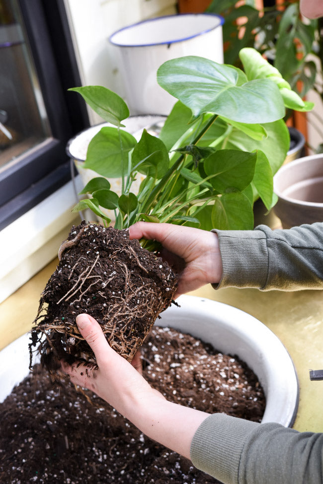 Alternatives for repotting large potted tree (Here is what you need)