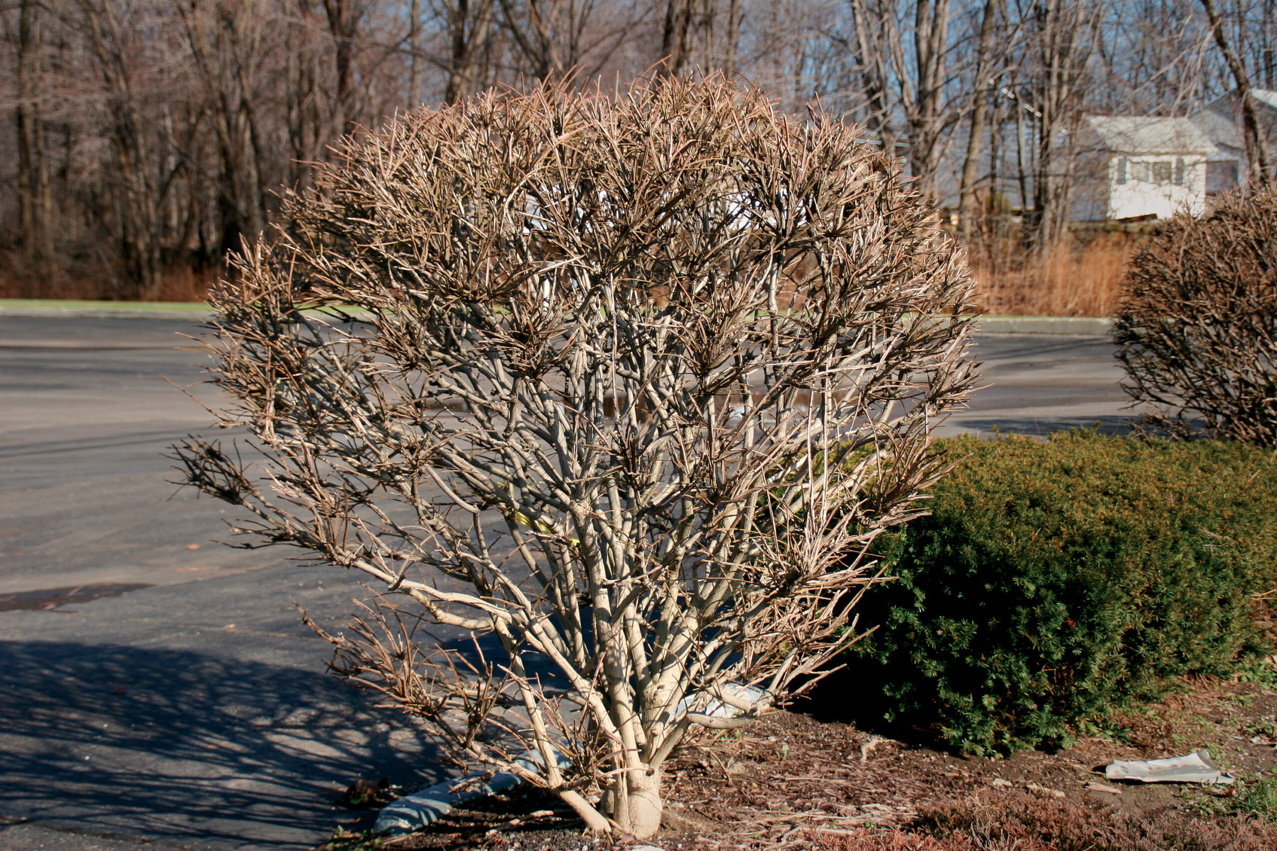 Pruning Euonymus: Avoid These Common Mistakes