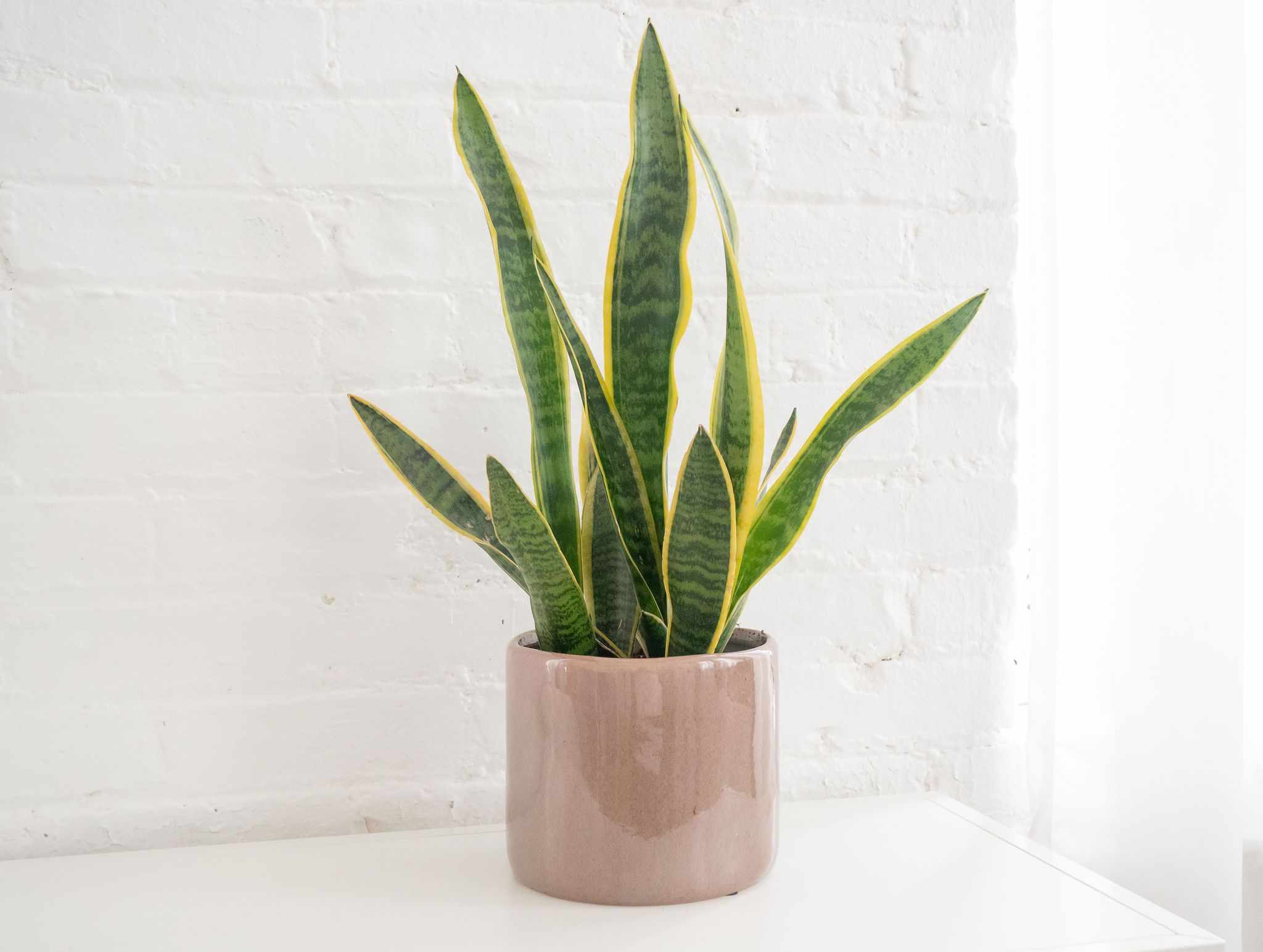Snake plant plant stand benefits: Why you need one for healthier and happier plants now?