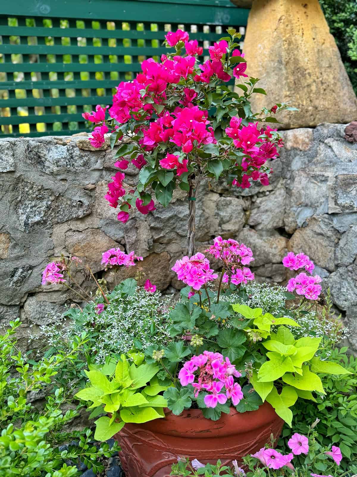 Bougainvillea Plant Winter Care Tips: Easy Steps to Keep It Alive and Thriving!