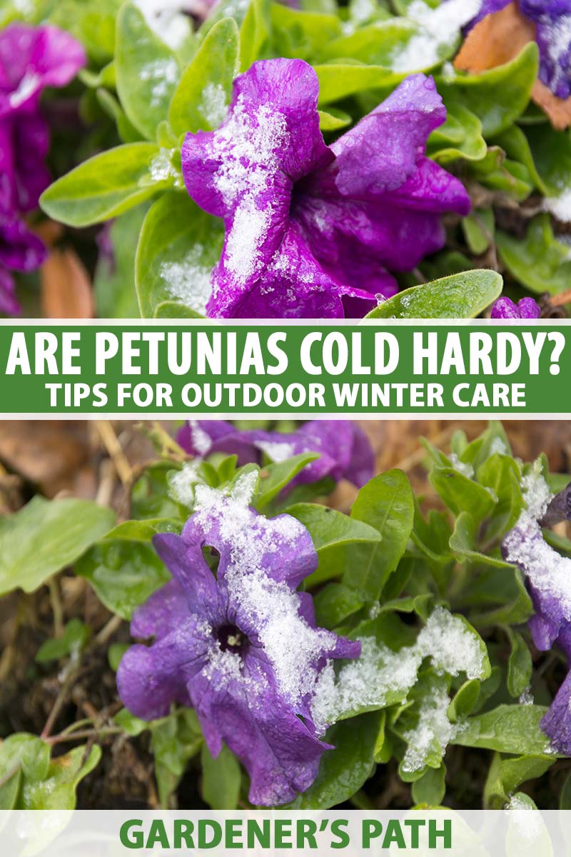 Petunia Low Temperature Tolerance: Tips for Winter Care