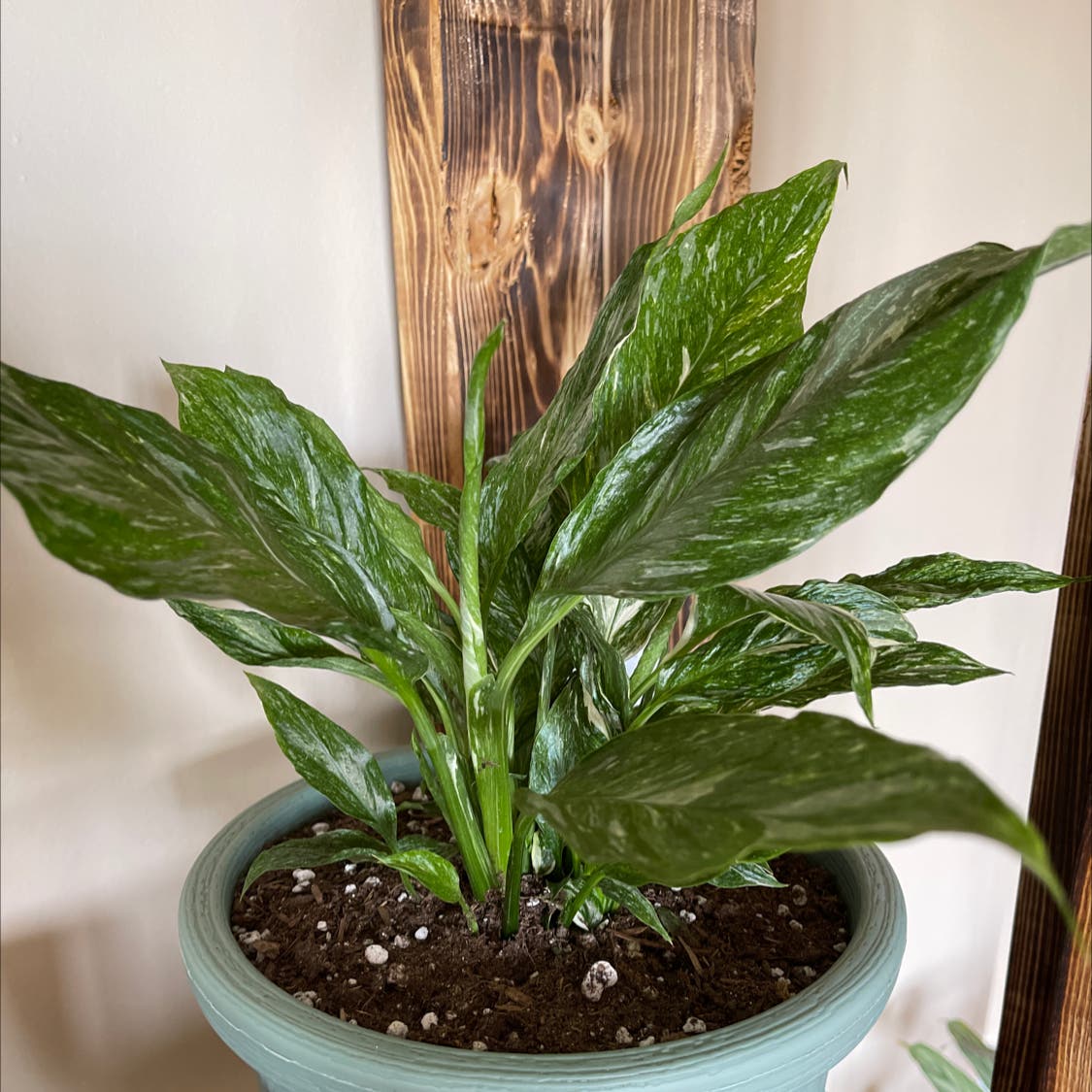The Ideal Temperature for Your White Anthurium Peace Lily (Temperature Tolerance 101)