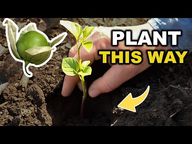 Best Way to Prune Tomatillos: A Step-by-Step Tutorial