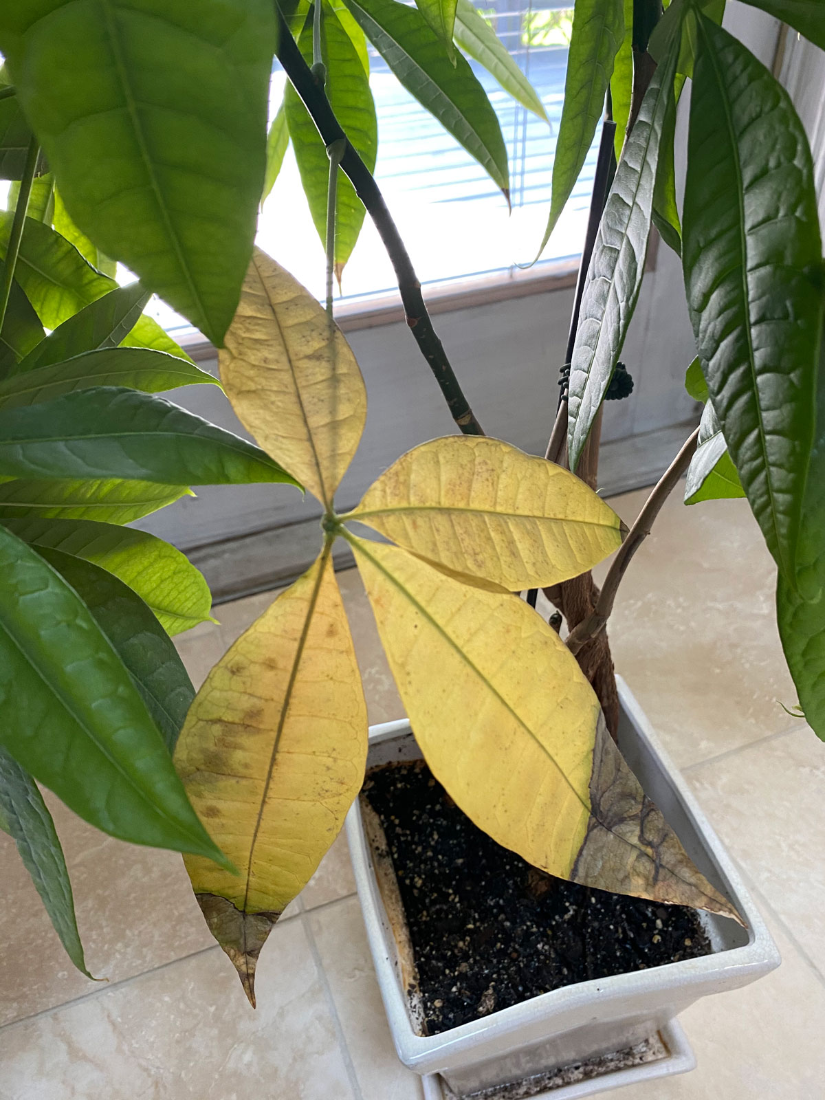 Money Tree Diseases: Simple Tips to Keep Your Plant Healthy