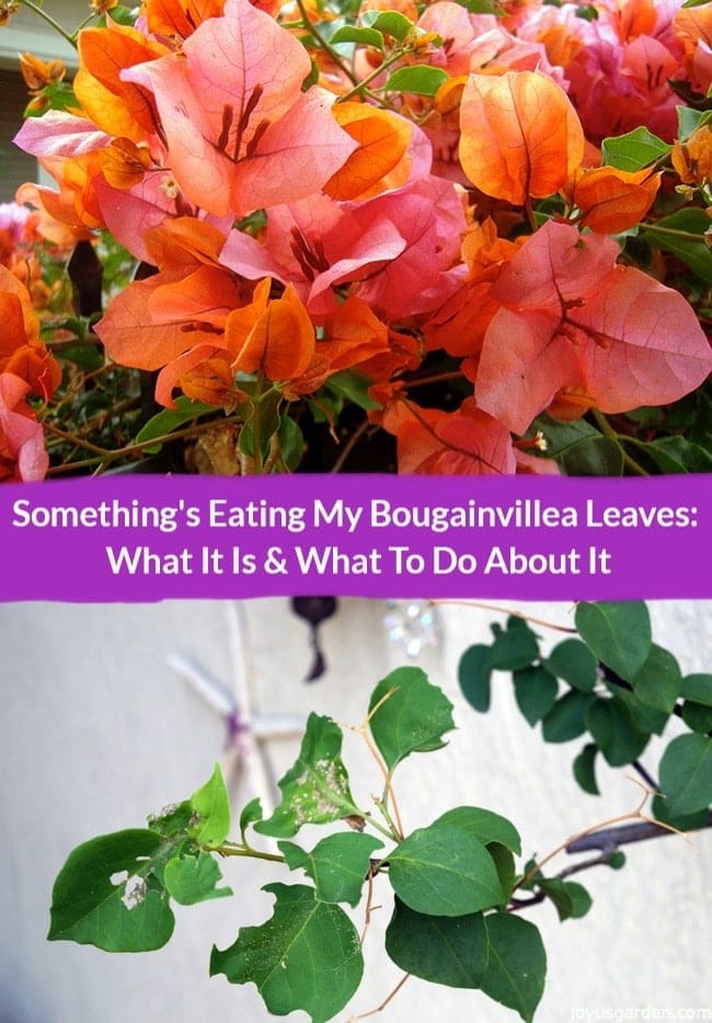 Bougainvillea pests and diseases pictures: Quick tips to keep your plant healthy