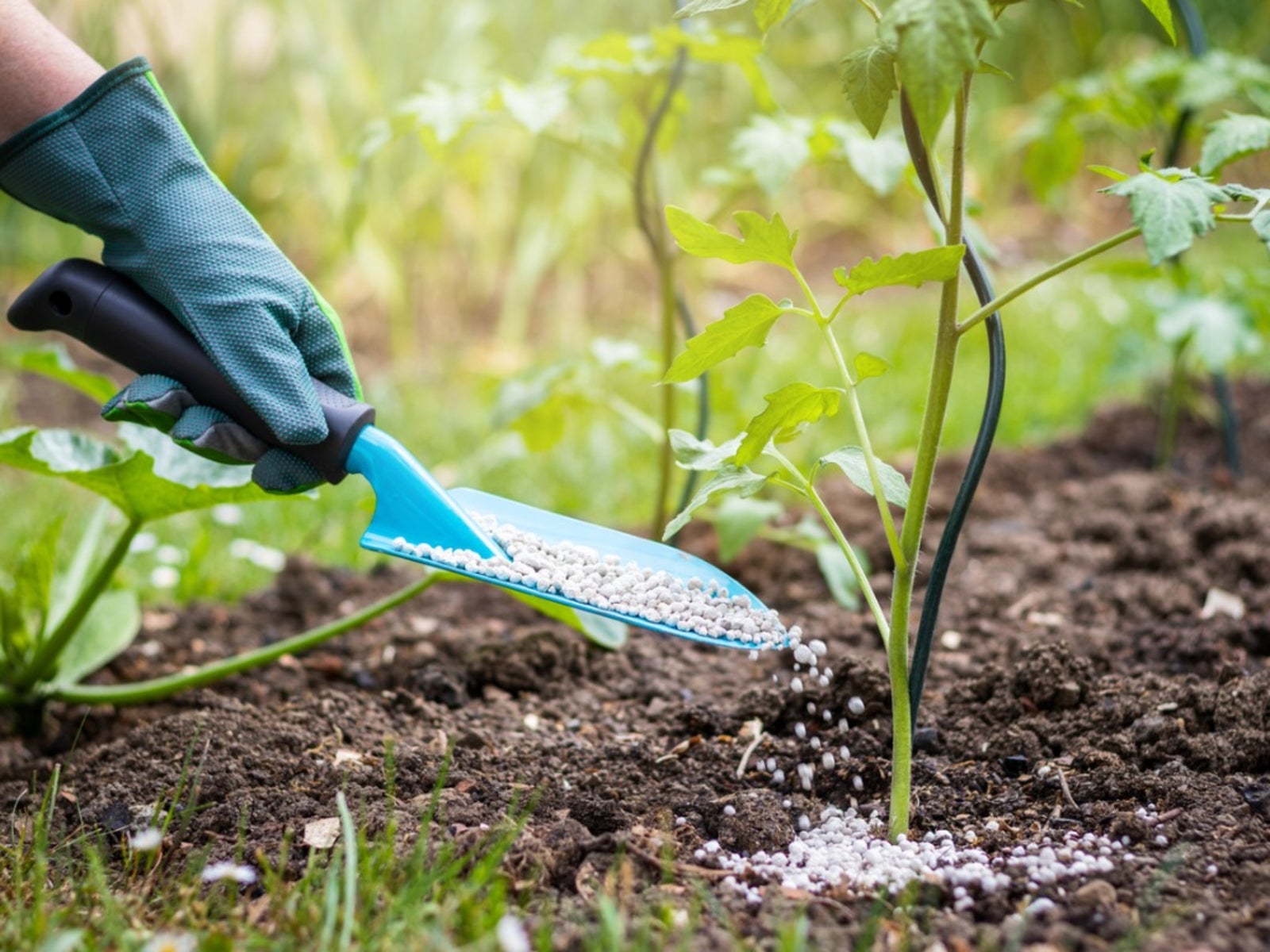 Using Fertilizer for Tomato Seedlings: Get the Best Results (Step-by-Step Guide)