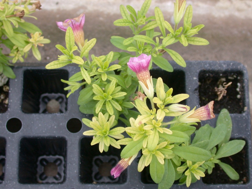 Calibrachoa Diseases: Common Problems and Easy Solutions