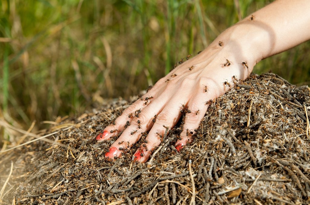 The Art of Balance: Pests & Diseases Management in Horticulture through Intelligent Coexistence