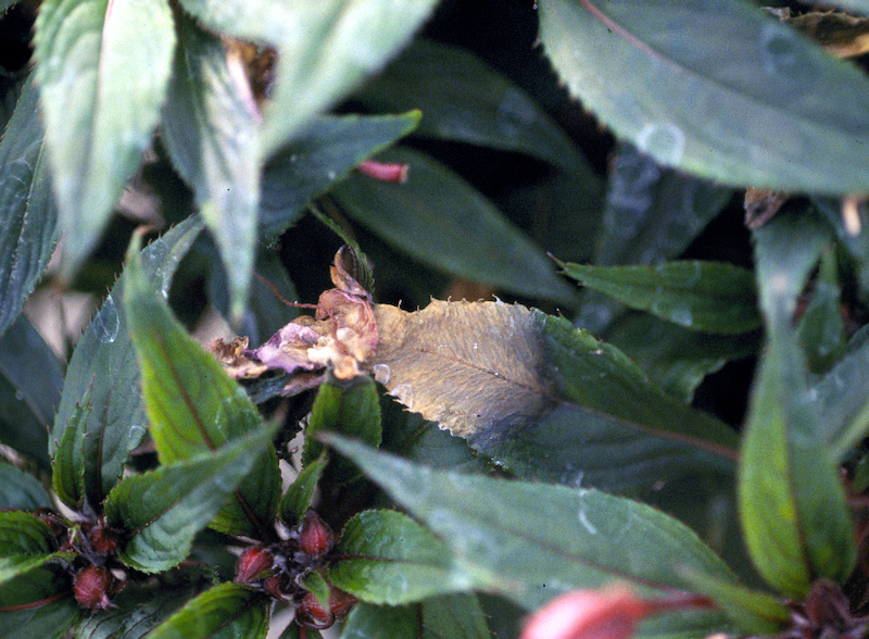 Impatiens Pests and Diseases: How to Identify and Treat Them