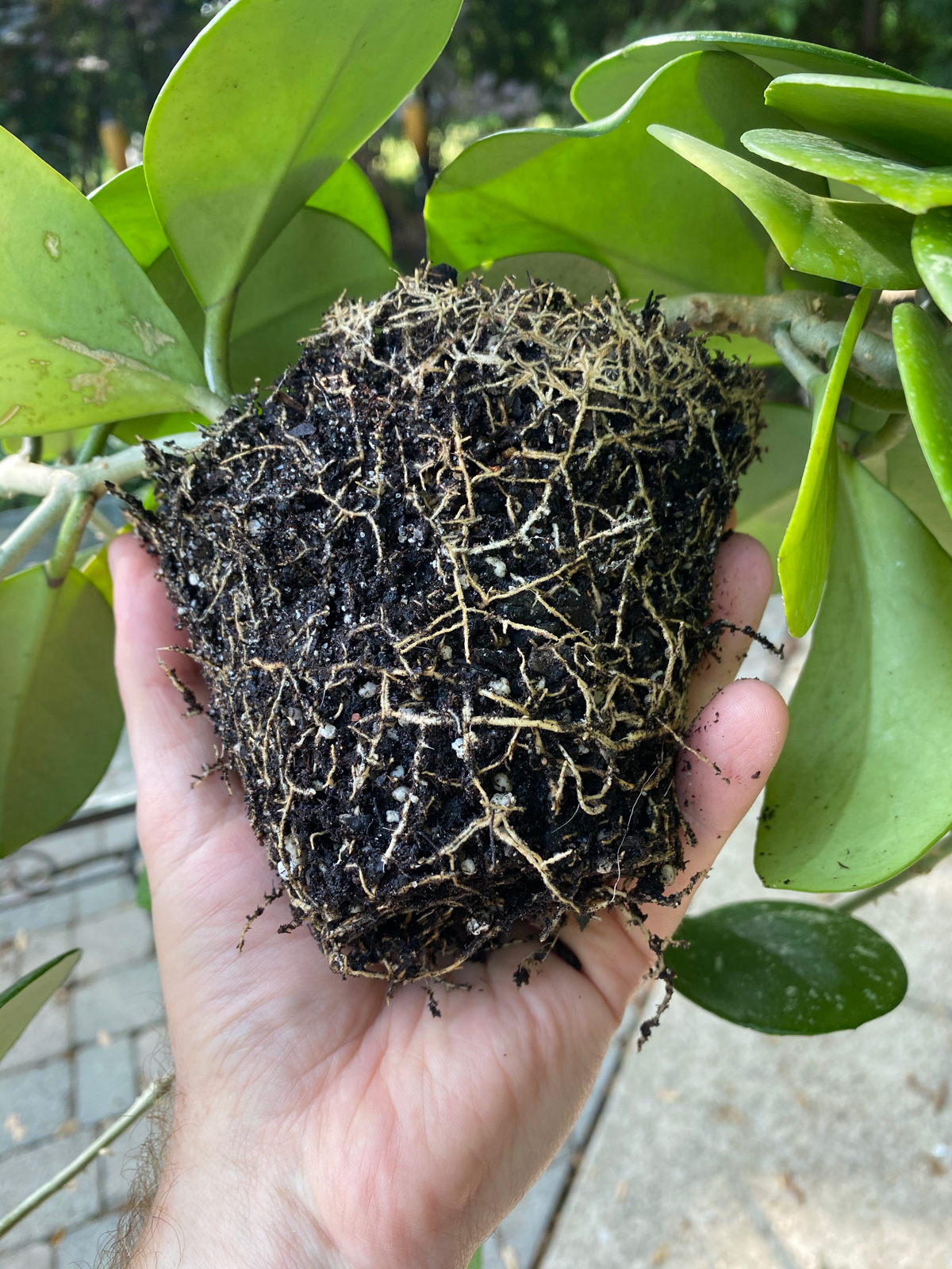 How to Repot a Hoya Plant Without Damaging the Roots