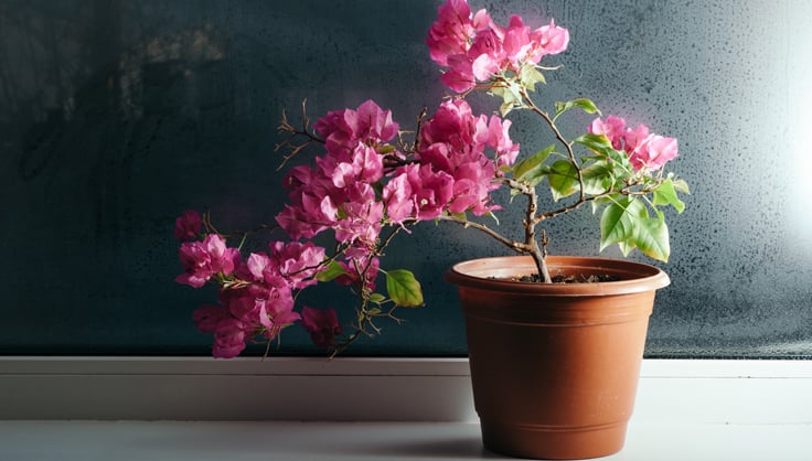 Bougainvillea Plant Care Indoors: A Beginners Guide