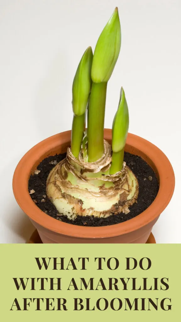 Amaryllis Plant Repotting: Common Mistakes and How to Avoid Them