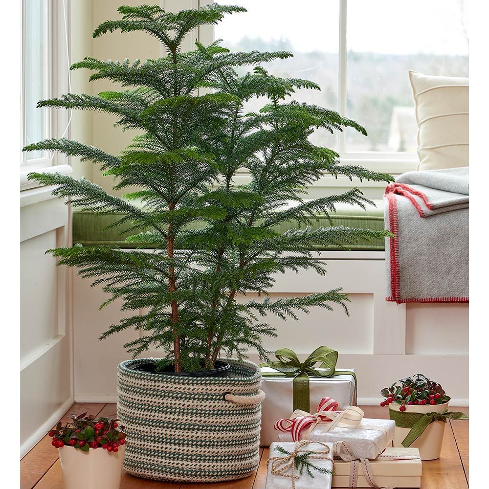 Norfolk Pine Temperature Guide: Simple Tips for Indoor Care