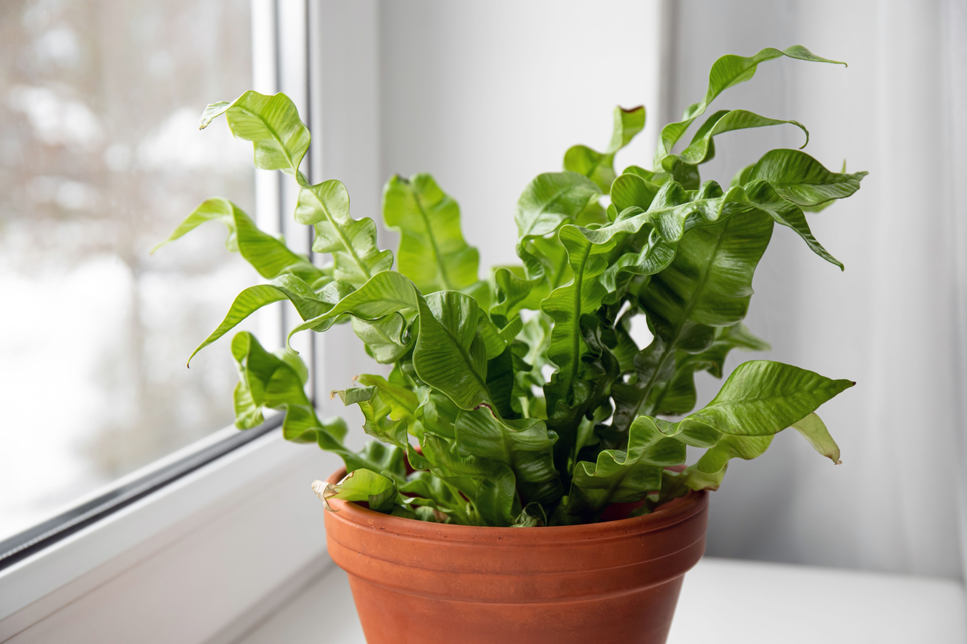 Birds Nest Fern Care: A Beginners Guide to Happy Plants!
