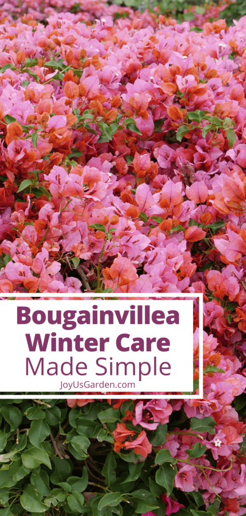 Bougainvillea Winter Care: Simple Tips to Keep Your Plant Happy!