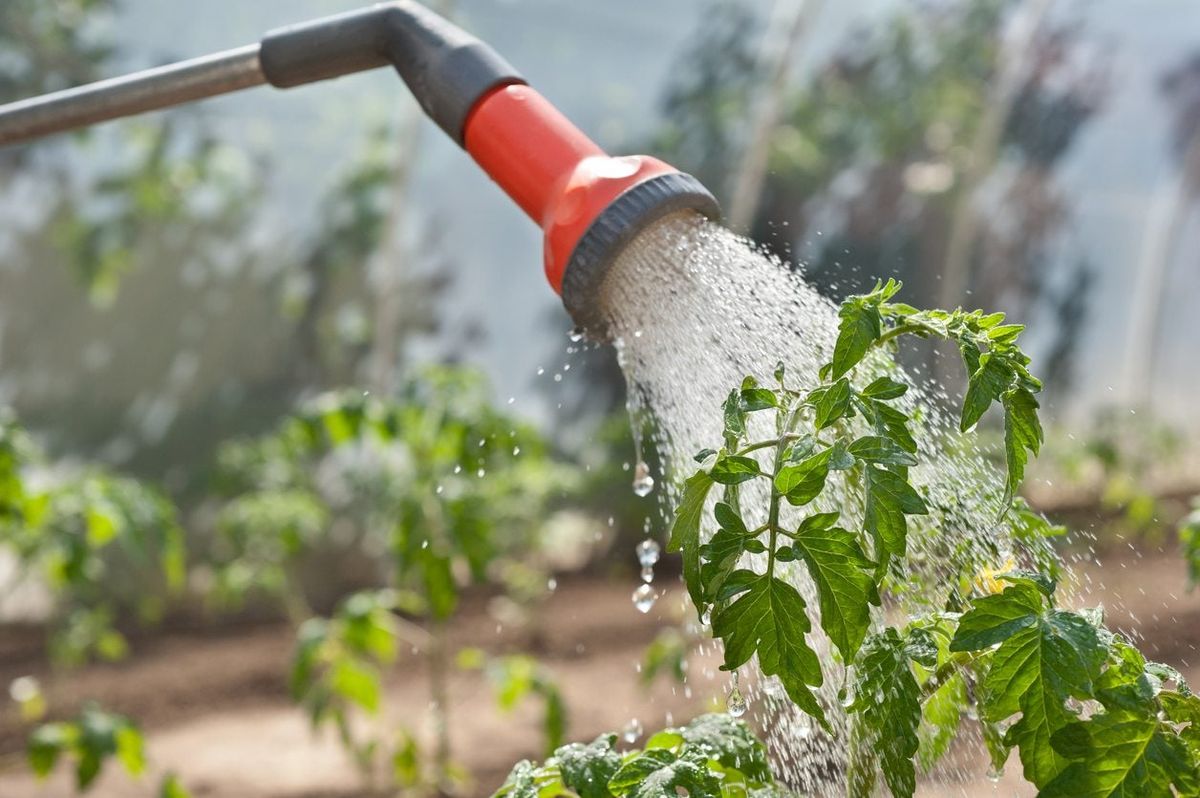Watering Wand for Hose: Make Watering Your Garden Easier!