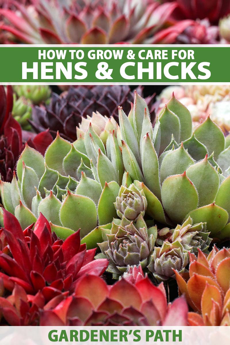 Growing Flowers Hens and Chicks: Tips for Beginners