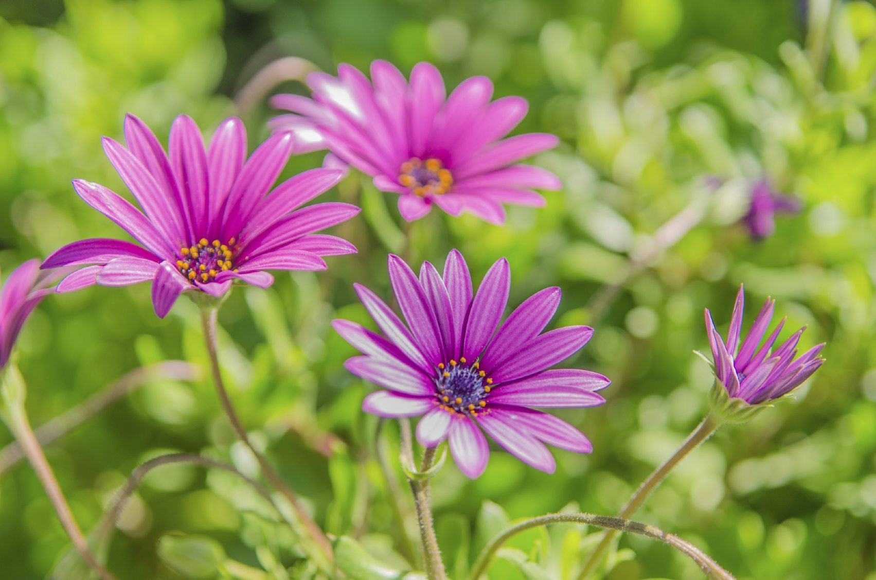 Pruning African Daisies: The Best Way to Keep Them Healthy