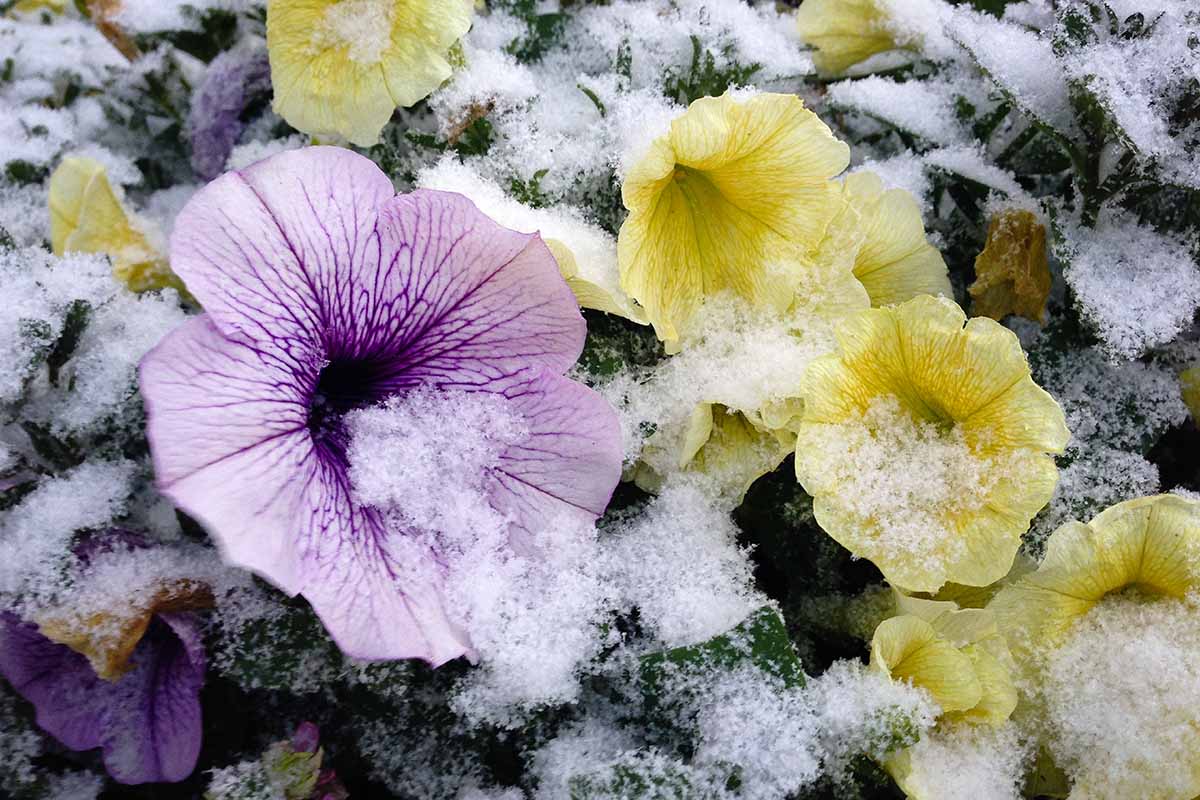 Petunia Low Temperature Tolerance: Tips for Winter Care