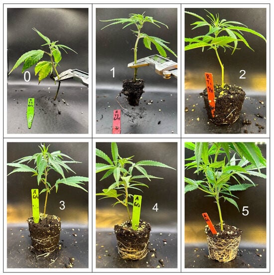 Best Practices for Repotting Weed and Promoting Growth