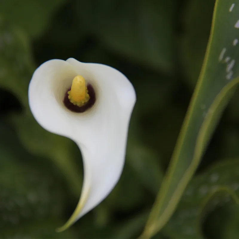 Unhealthy Calla Lilies? Picture Guide to Common Diseases