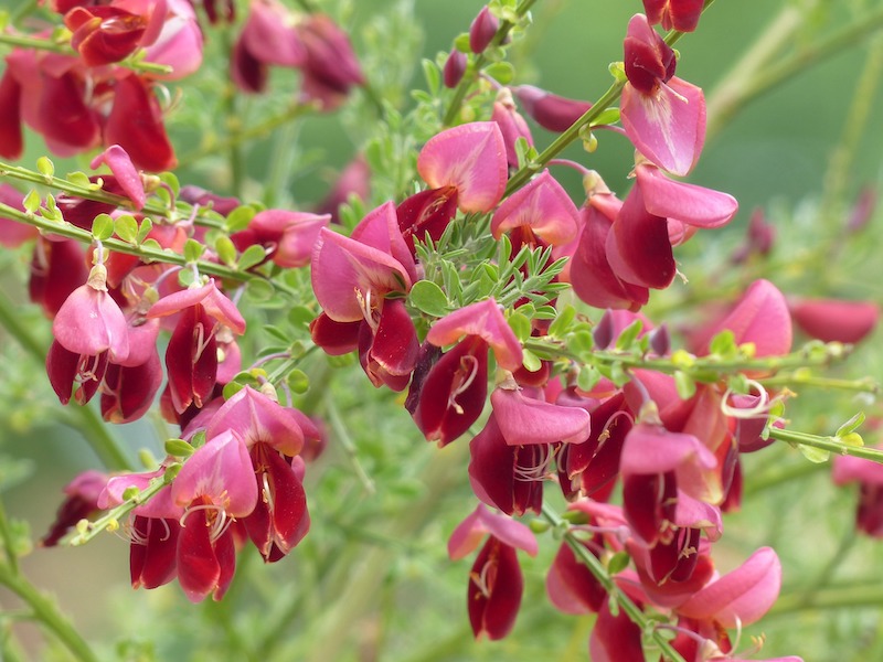 Scotch Broom Plant Pruning: A Simple Guide