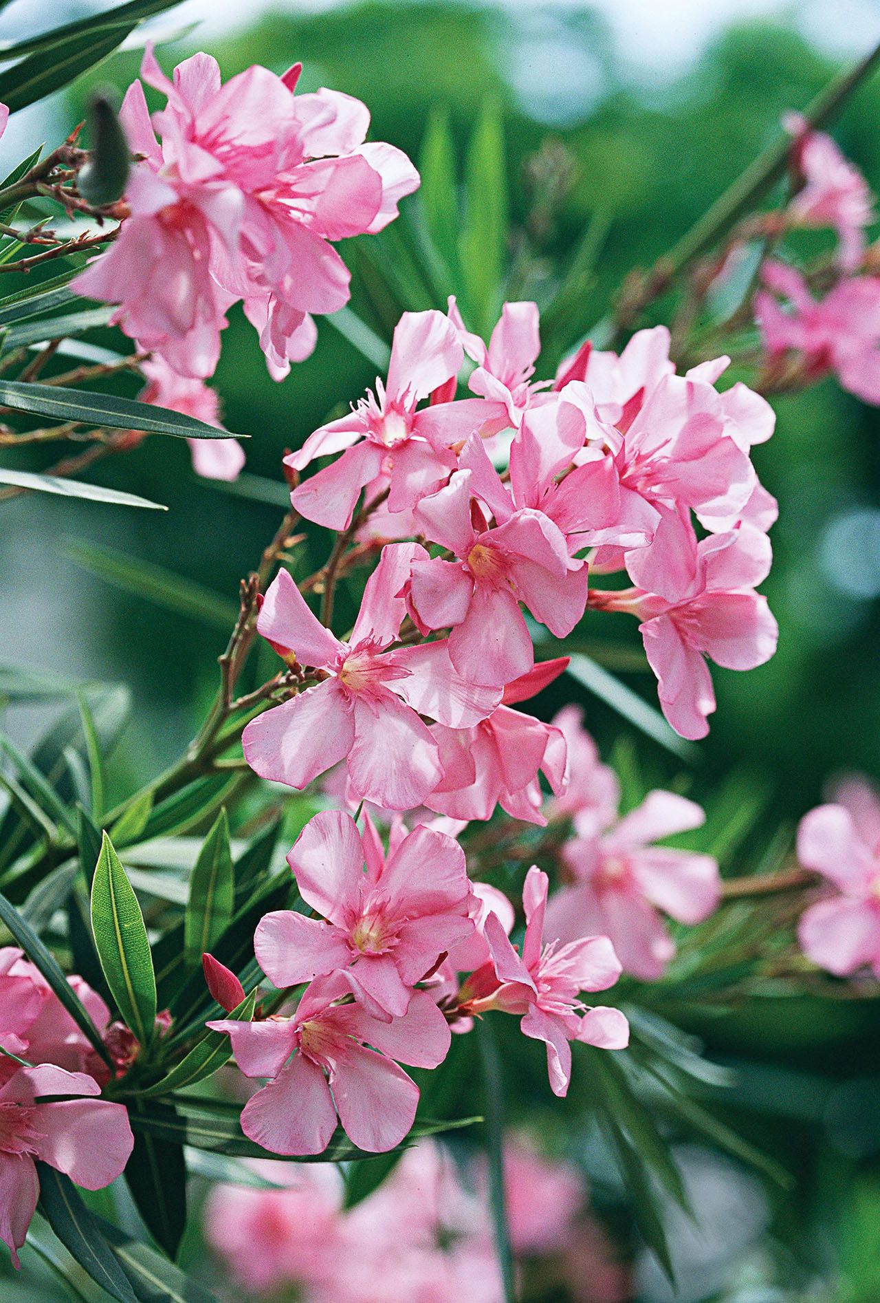 Growing standard oleander: A simple guide to planting, pruning, and propagating tips