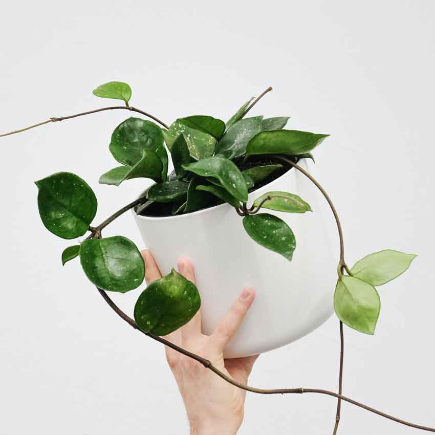 Diagnose Hoya Plant Diseases: Picture Guide and Treatment Tips