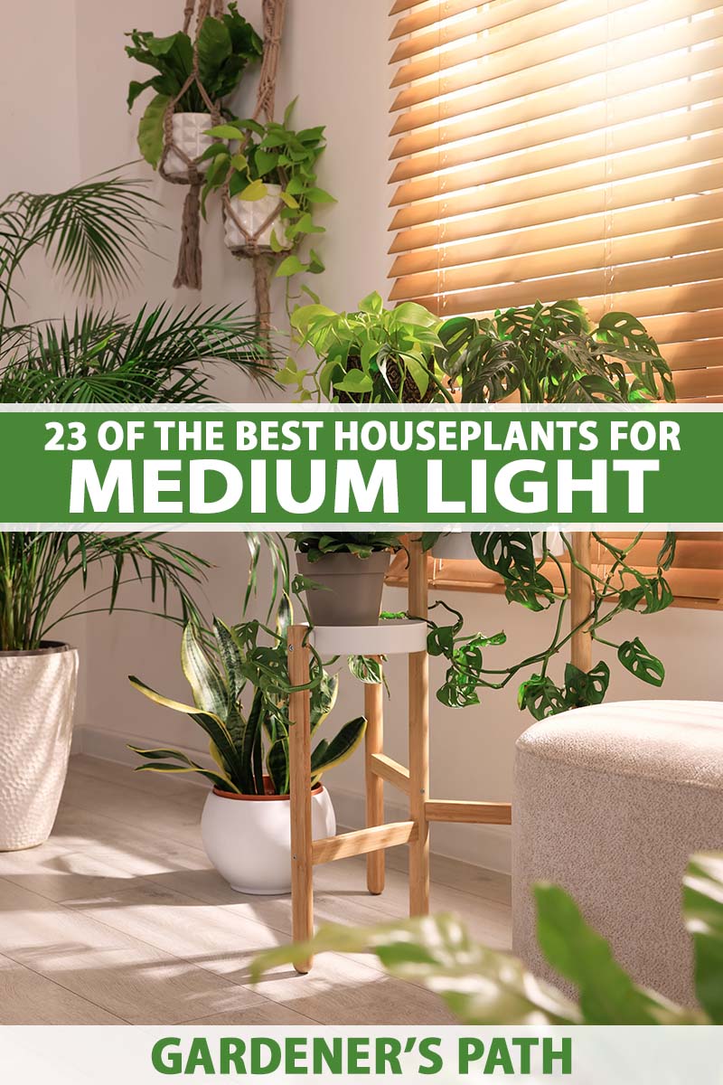 Find Your Perfect Medium Light Plants and Grow a Indoor Garden