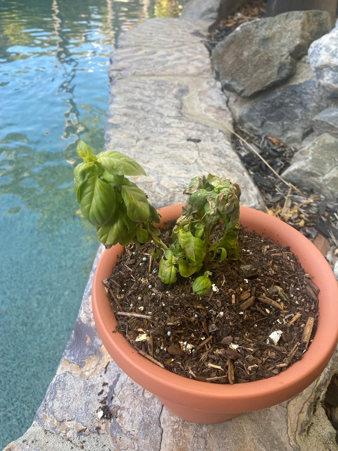 What Temperature Is Too Cold for Basil? Avoid Killing Your Plants!