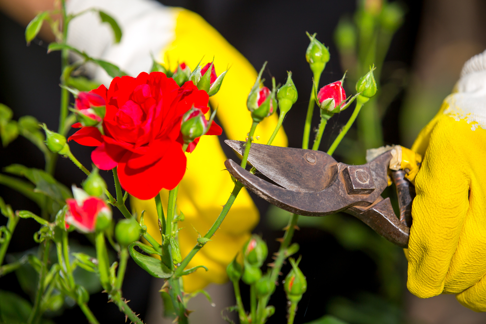 Best Rose Bush Pruning Gloves for Thorny Protection 2024