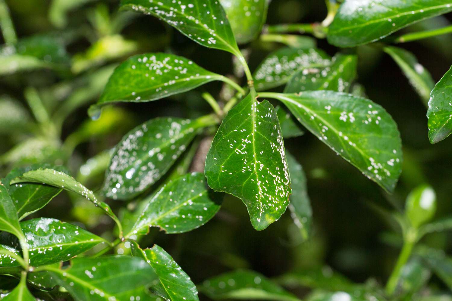 Spider Mite Mandevilla Diseases: Prevention and Control Guide