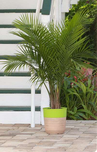 Majesty Palm Repotting 101: Everything You Need to Know and Do