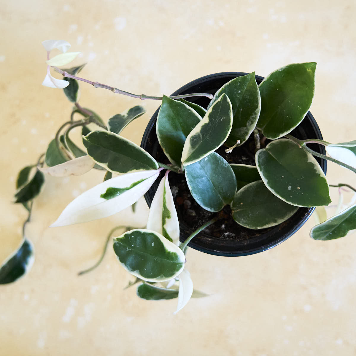 Learn Hoya Krimson Queen Care: Quick and Easy Steps