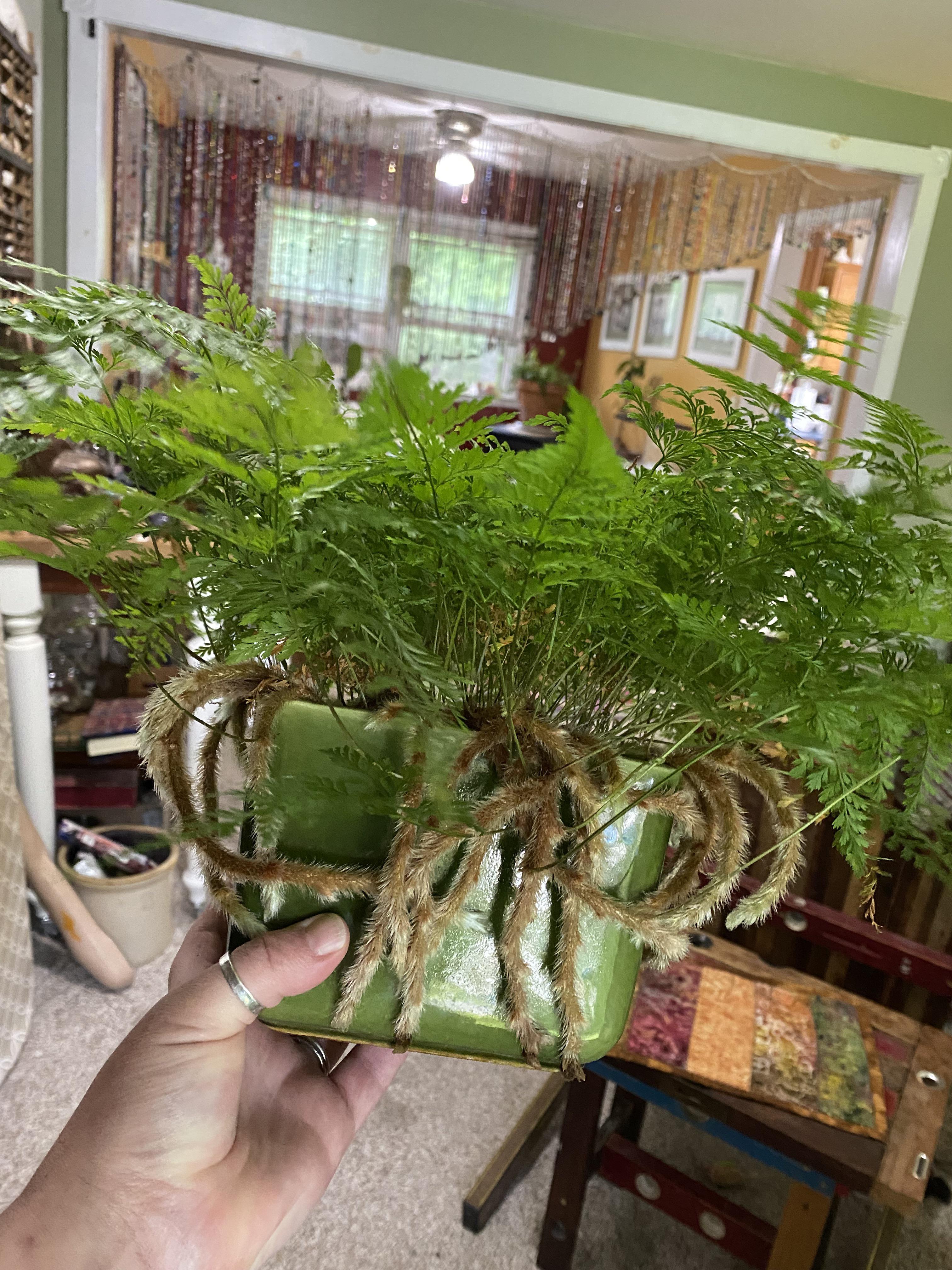Repotting Rabbit Foot Fern the Right Way (Avoid These Common Mistakes)