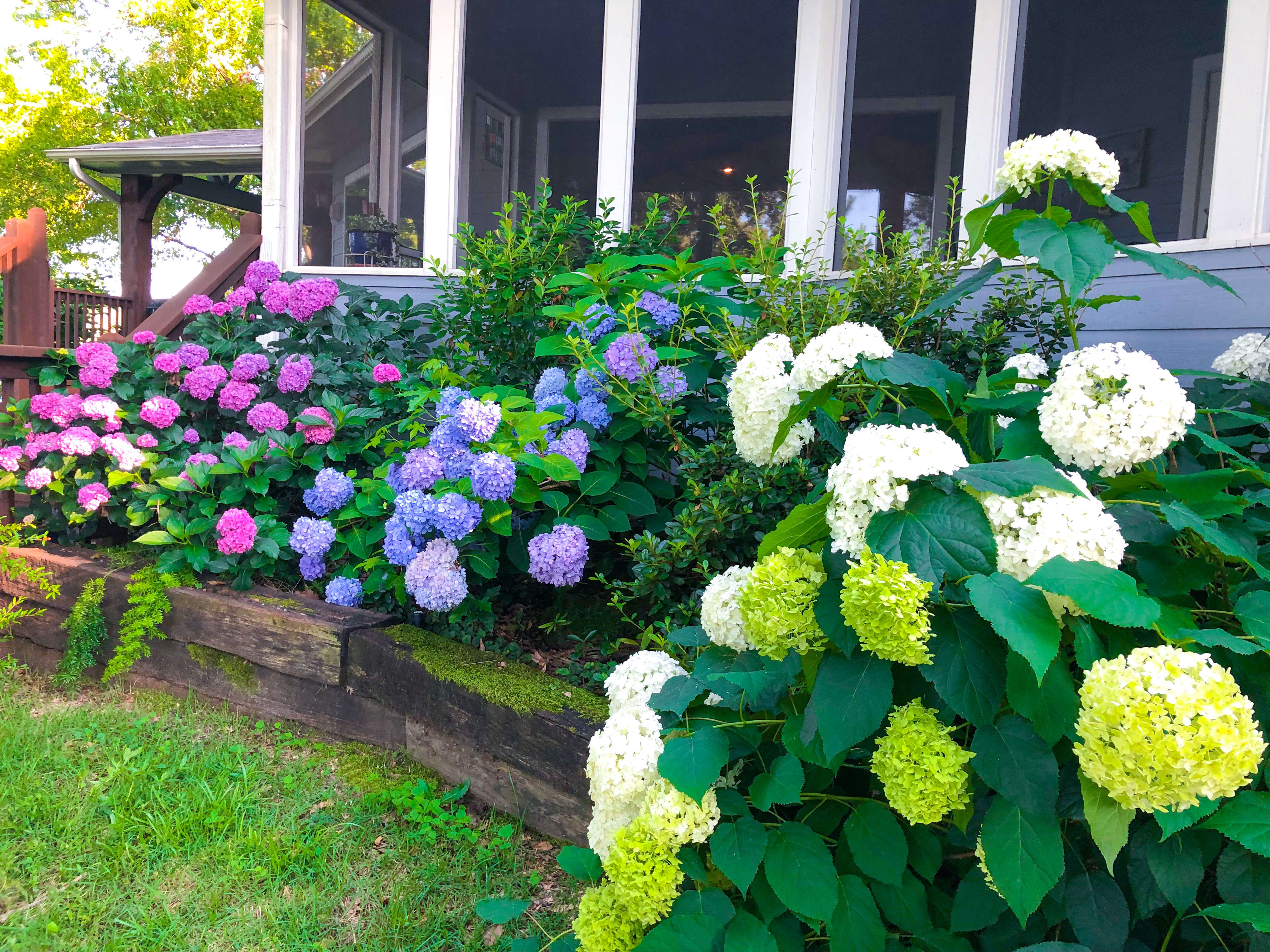 The Beauty of Green Flowers Hydrangea: A Guide to Planting