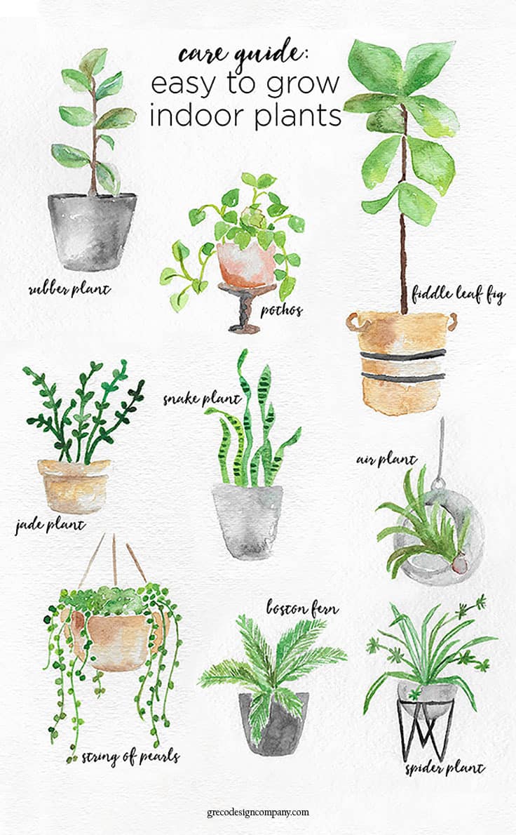 Cool Indoor Plant Tools: Fun and Simple Plant Care!