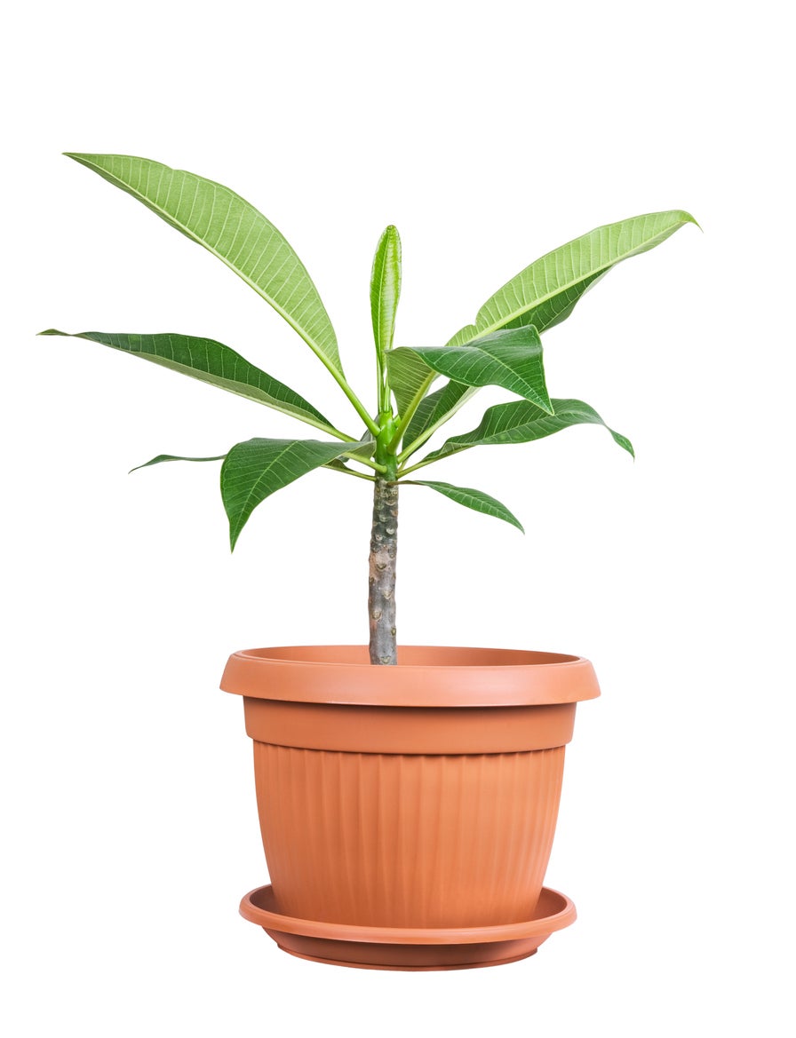 How to Repot Plumeria Plants (Beginners Guide to Repotting Your Frangipani)