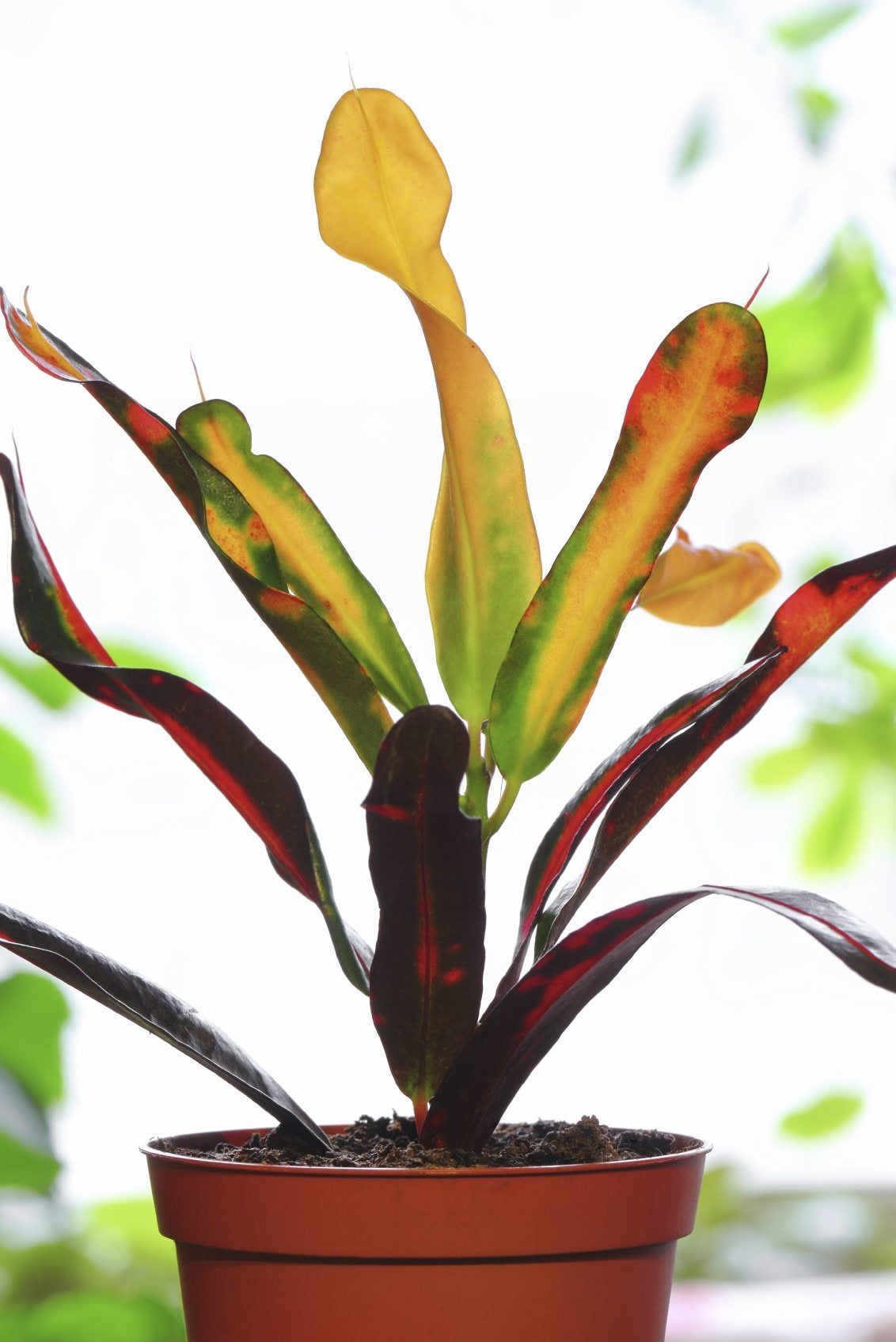 Croton Plant Care: Leaves Falling Off? Dont Panic, This Guide Will Help You Save Your Plant!